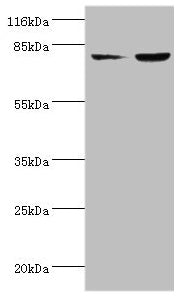 ACSL4 Antibody