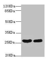 CRP Antibody