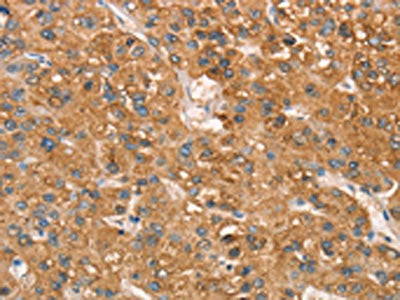 ART4 Antibody