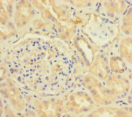 CX3CL1 Antibody