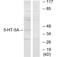 HTR5A Antibody