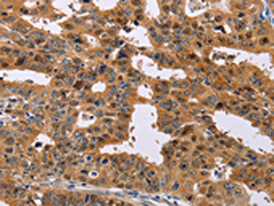 NIF3L1 Antibody