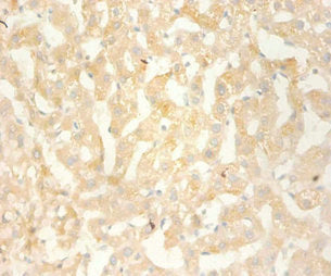CXCL13 Antibody