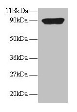 CXCL5 Antibody