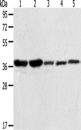 ANXA1 Antibody