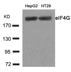 EIF4G1 (Ab-1232) Antibody