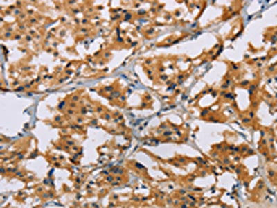 NRN1 Antibody