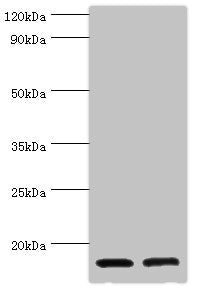 CST3 Antibody