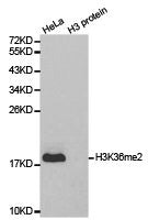 Histone H3K36me2 Antibody