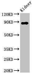 DPP4 Antibody