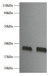 Fgf2 Antibody