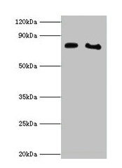 POR Antibody