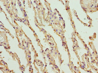 PROCR Antibody