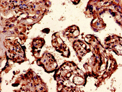 EPO Antibody