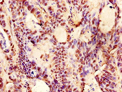 EPO Antibody