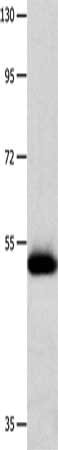 MMP10 Antibody