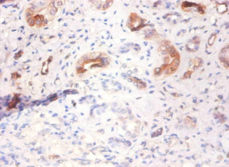 AHSG Antibody