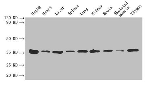 ANXA5 Antibody