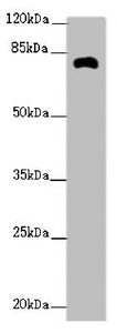 ZFYVE1 Antibody