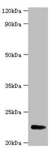 FGF21 Antibody