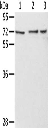 RBBP5 Antibody