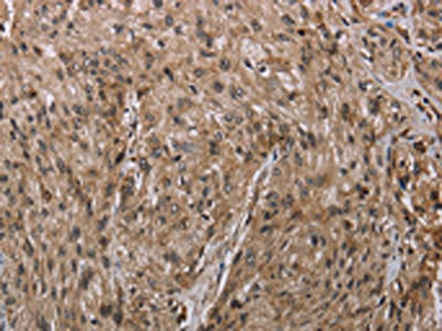 MFF Antibody