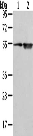 SLC1A1 Antibody