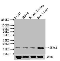 IFNA2 Antibody
