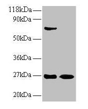 IFNG Antibody