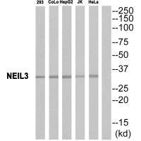 NEIL3 Antibody