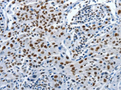 PIWIL3 Antibody