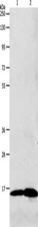 LHB Antibody