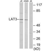 SLC43A1 Antibody
