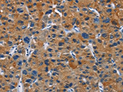 MSH5 Antibody
