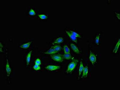 IL16 Antibody