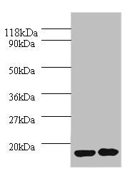 IL1RN Antibody