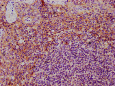 IL3 Antibody