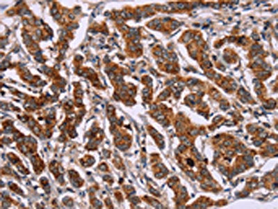 ID2 Antibody