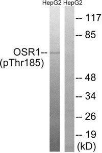 Phospho-OXSR1 (Thr185) Antibody