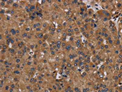 NDUFS8 Antibody