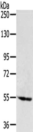 SNX1 Antibody