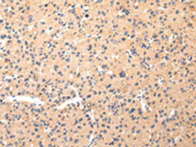 COL8A2 Antibody