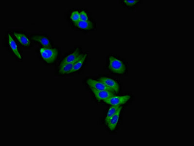 LEPR Antibody