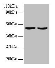 TNFSF14 Antibody