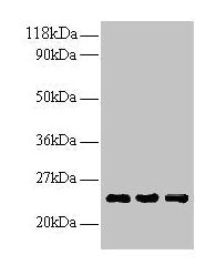 LCN2 Antibody