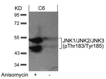 Phospho-MAPK8/MAPK9/MAPK10 (Thr183/Tyr185) Antibody