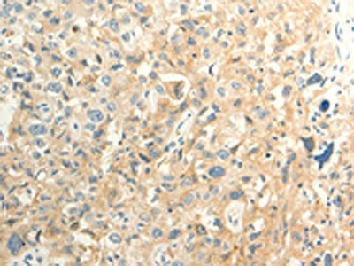 FAT3 Antibody