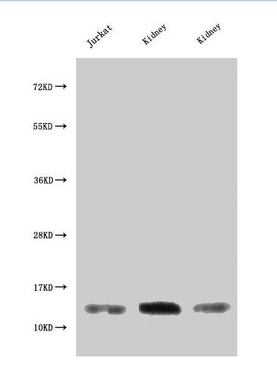 MIF Antibody