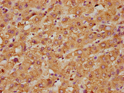 MPO Antibody