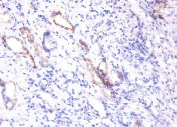 SPP1 Antibody